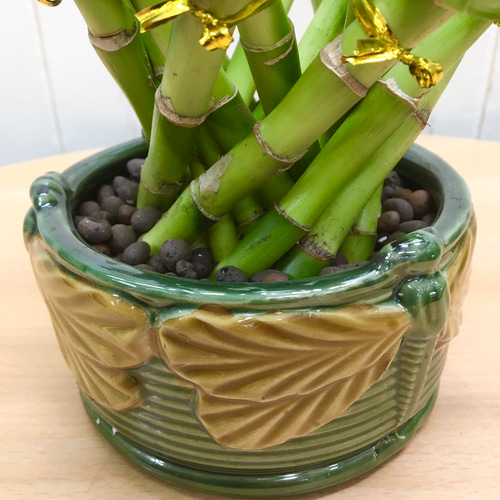 開運竹♪ 幸運竹♪ 螺旋型 ミリオンバンブー陶器鉢 その他インテリア