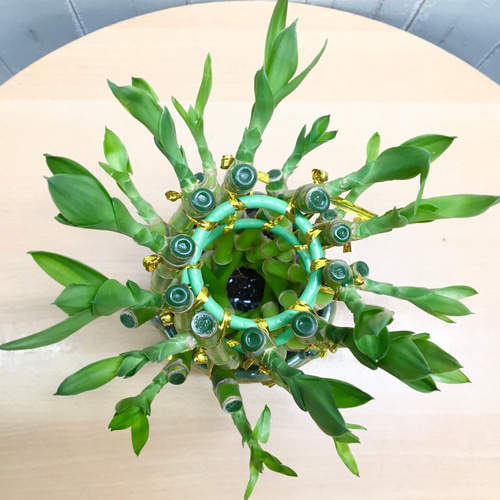 開運竹♪ 幸運竹♪ 螺旋型 ミリオンバンブー陶器鉢 その他インテリア