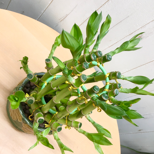 開運竹♪ 幸運竹♪ 螺旋型 ミリオンバンブー陶器鉢 その他インテリア