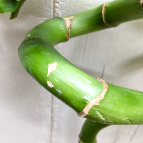 発色良好 幸運竹 スパイラルバンブー 70-75cm 5本 その他