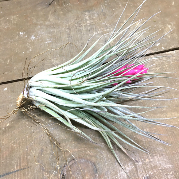 花芽付き株 Tillandsia チランジア コットンキャンディ　パープル　 2枚目の画像