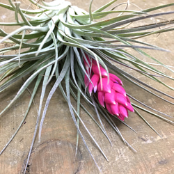 花芽付き株 Tillandsia チランジア コットンキャンディ　パープル　 3枚目の画像