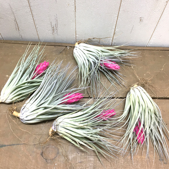 花芽付き株 Tillandsia チランジア コットンキャンディ　パープル　 4枚目の画像