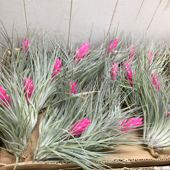 花芽付き株 Tillandsia チランジア コットンキャンディ　パープル　 6枚目の画像