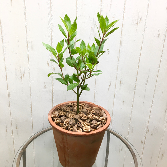 ローレル 月桂樹 ローリエ モスポット /赤土 その他インテリア雑貨