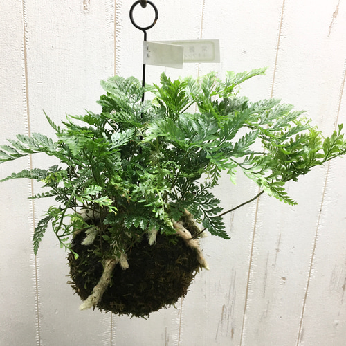 ランキング第1位 トキワシノブ 常盤忍 苔玉 ハンギング その他インテリア雑貨 ノブ