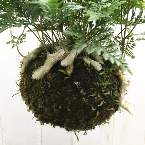 トキワシノブ 常盤忍 苔玉 ハンギング その他インテリア雑貨