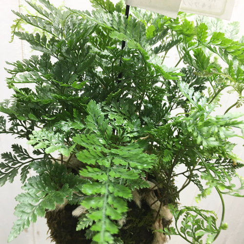 トキワシノブ 常盤忍 苔玉 ハンギング その他インテリア雑貨