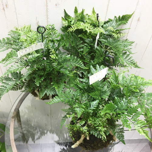 トキワシノブ 常盤忍 苔玉 ハンギング その他インテリア雑貨