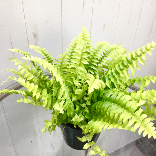 株立ち タマシダ ネフロレピス 3号ポット その他インテリア雑貨 PLANTS