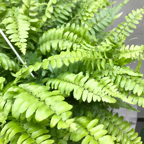 ボリューム抜群 シダ ボストンファーン 6号 吊り鉢 その他インテリア