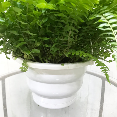 ボリューム抜群 シダ ボストンファーン 6号 吊り鉢 その他インテリア