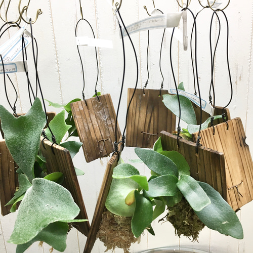 ミニサイズ ビカクシダ ネザーランド 板付け｜壁掛けで楽しむ小さな