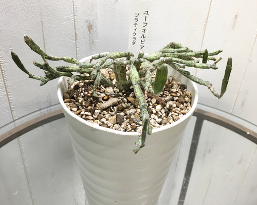 ユーフォルビア プラティクラダ 大株 希少サイズ 観葉植物