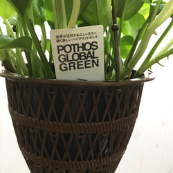 新品種！ ポトス グローバルグリーン 5号 吊り鉢 5枚目の画像
