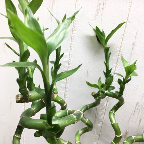 スパイラルバンブー　ミリオンバンブー　50cm 10本 5枚目の画像