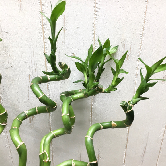 スパイラルバンブー　ミリオンバンブー　50cm 10本 6枚目の画像