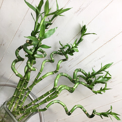 スパイラルバンブー　ミリオンバンブー　50cm 10本 7枚目の画像