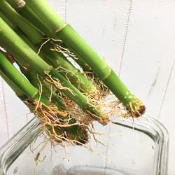 スパイラルバンブー　ミリオンバンブー　50cm 10本 8枚目の画像