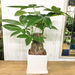 朴仕立て♪ 極太 パキラ スクエア陶器鉢/ホワイト 受皿セット 観葉植物