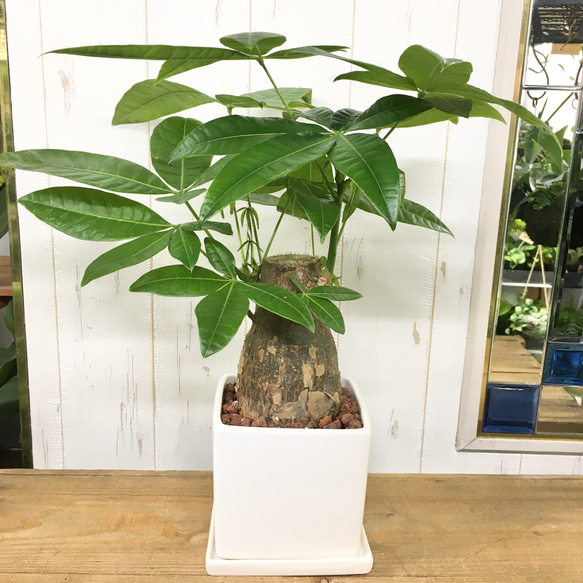 朴仕立て♪ 極太 パキラ スクエア陶器鉢/ホワイト 受皿セット 観葉植物