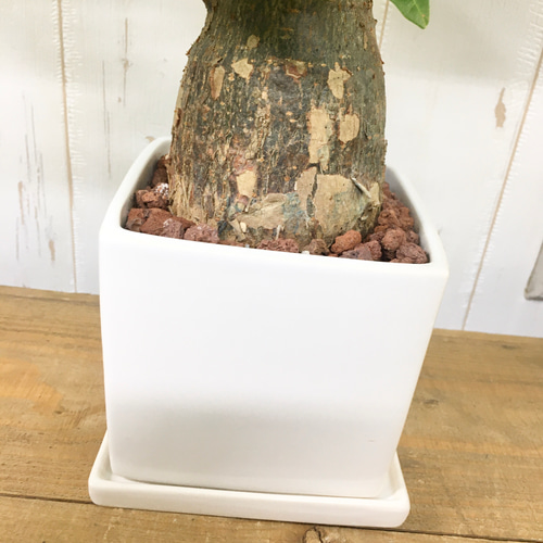 朴仕立て♪ 極太 パキラ スクエア陶器鉢/ホワイト 受皿セット 観葉植物
