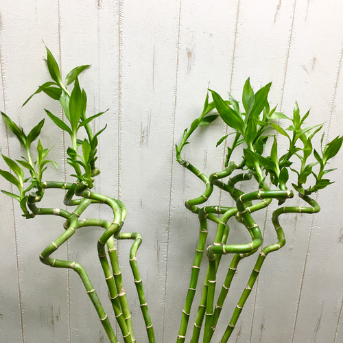 ミリオンバンブーご確認用 土を使わない観葉植物 開運竹 ミリオンバンブー （スパイラル 約