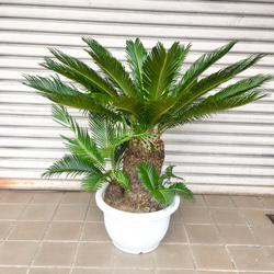 ⭐️【子株びっしり‼︎美しい大型ソテツ】⭐️存在感たっぷり　蘇轍　ソテツ　子株つき 2025年最新】蘇鉄 子株の人気アイテム - メルカリ