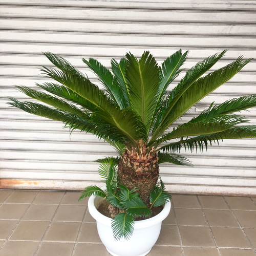 大型！ 子株大量 ソテツ 蘇鉄 Cycas revoluta 12号 その他インテリア