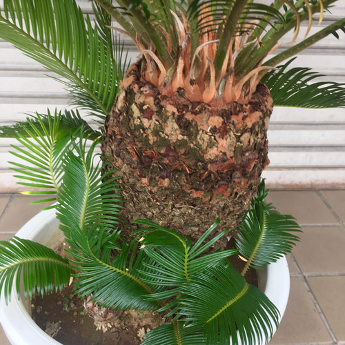 大型！ 子株大量 ソテツ 蘇鉄 Cycas revoluta 12号 その他インテリア