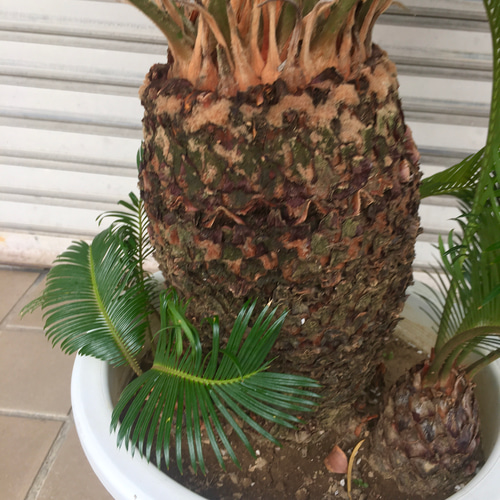 大型！ 子株大量 ソテツ 蘇鉄 Cycas revoluta 12号 その他インテリア