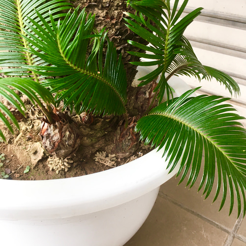 大型！ 子株大量 ソテツ 蘇鉄 Cycas revoluta 12号 その他インテリア