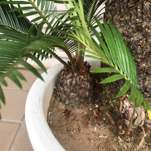 大型！ 子株大量 ソテツ 蘇鉄 Cycas revoluta 12号 その他インテリア