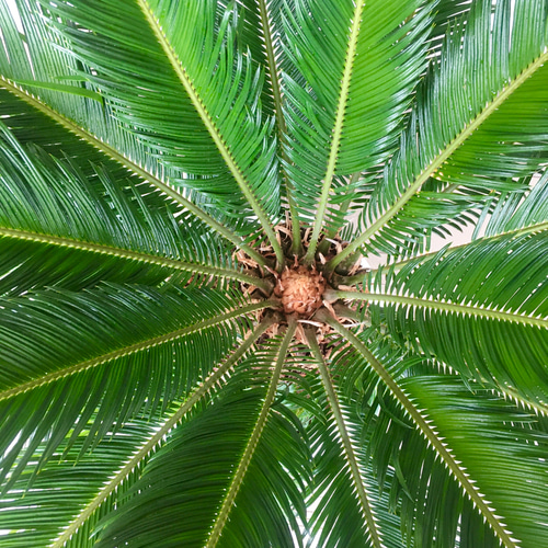 大型！ 子株大量 ソテツ 蘇鉄 Cycas revoluta 12号 その他インテリア