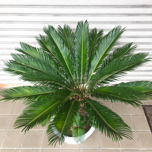 ⭐メキシコソテツ⭐(特大！重量級！) a37c2fd16ee186debec0358538c531