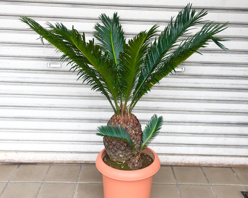 Masa　ソテツ 子株あり♡ ソテツ （蘇鉄） / Cycas revoluta 8号 その他インテリア