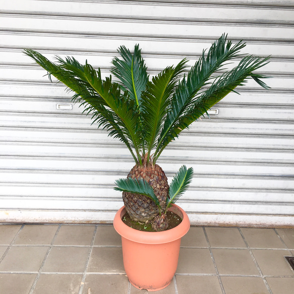 ソテツ約40cm　 子株付き ソテツ鉢11号子株6個送料込み♪