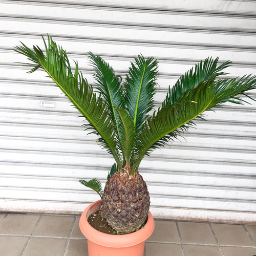 蘇鉄 ソテツ 双子 子株あり