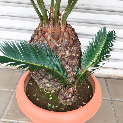 ソテツ約40cm　 子株付き ソテツ約40cm 子株付き