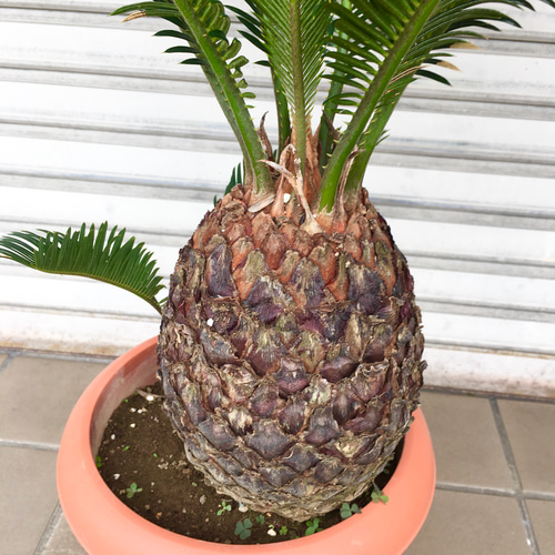 子株あり♡ ソテツ （蘇鉄） / Cycas revoluta 8号 その他インテリア