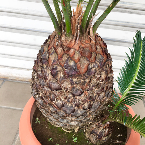 子株あり♡ ソテツ （蘇鉄） / Cycas revoluta 8号 その他インテリア