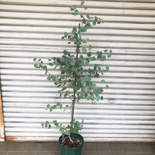 幹太め！ ユーカリ ポポラス 8号スリット鉢 その他インテリア雑貨