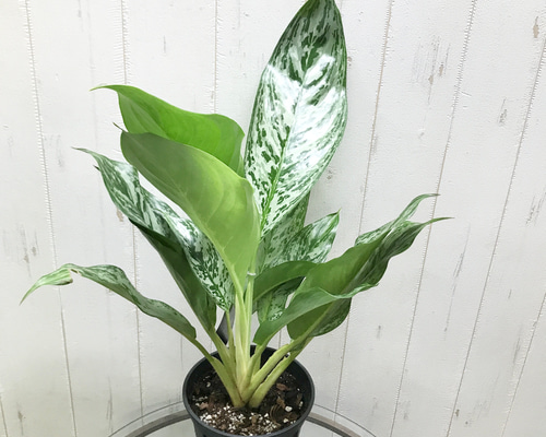 0_4ccf921a56270e55155df4ba5ca7