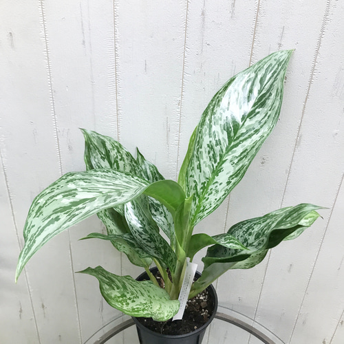 アグラオネマ　五月雨 Amazon｜アグラオネマ：ミルキーウェイ 5号鉢植え[流通量の