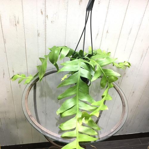 楽天市場】観葉植物 エピフィルム クリソカルディウム 4号 吊り