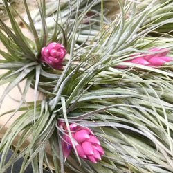 花芽付き♪ Tillandsia チランジア コットンキャンディパープル　3株 2枚目の画像