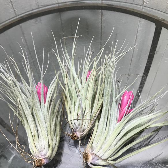 花芽付き♪ Tillandsia チランジア コットンキャンディパープル　3株 3枚目の画像