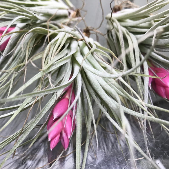 花芽付き♪ Tillandsia チランジア コットンキャンディパープル　3株 5枚目の画像