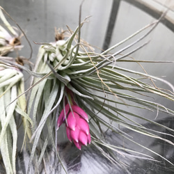 花芽付き♪ Tillandsia チランジア コットンキャンディパープル　3株 6枚目の画像