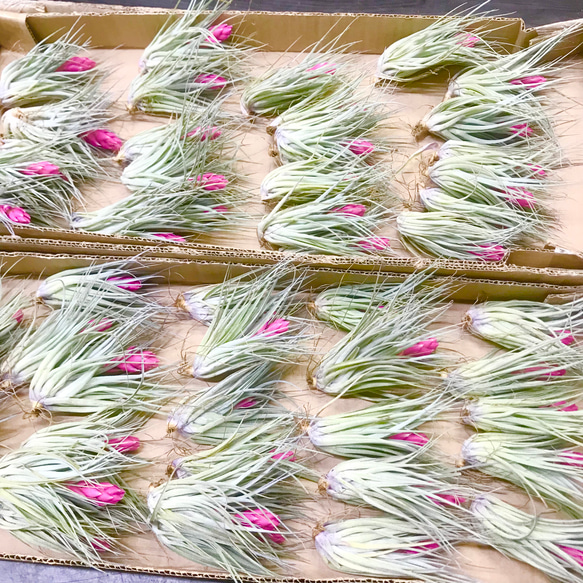 花芽付き♪ Tillandsia チランジア コットンキャンディパープル　3株 7枚目の画像